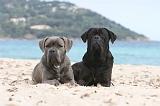 CANE CORSO 530